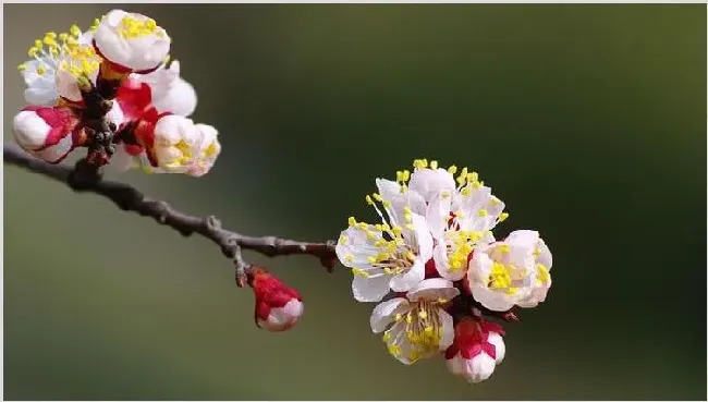 杏花和李花的区别 | 农广天地