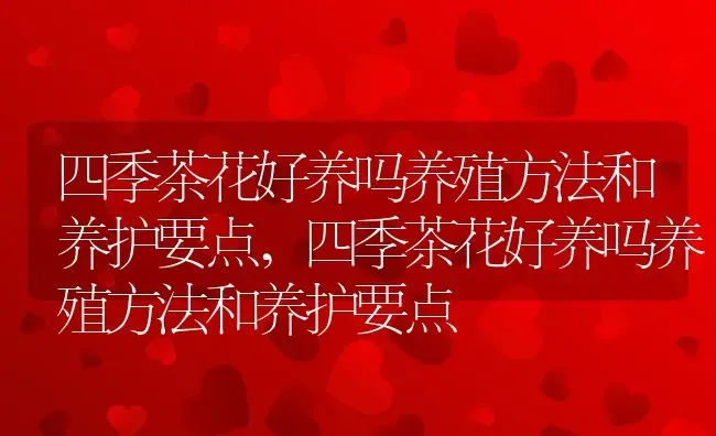 四季茶花好养吗养殖方法和养护要点,四季茶花好养吗养殖方法和养护要点 | 养殖科普