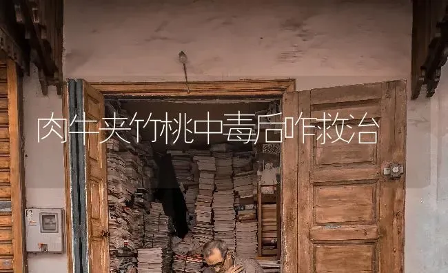 肉牛夹竹桃中毒后咋救治 | 养殖技术大全