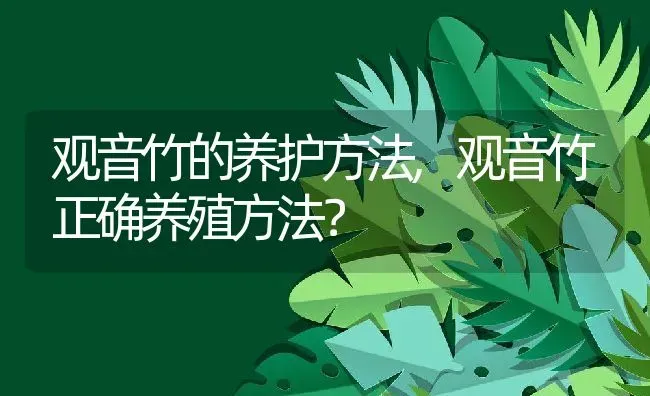 观音竹的养护方法,观音竹正确养殖方法？ | 养殖科普
