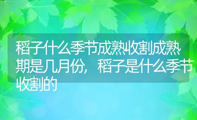 稻子什么季节成熟收割成熟期是几月份,稻子是什么季节收割的 | 养殖学堂