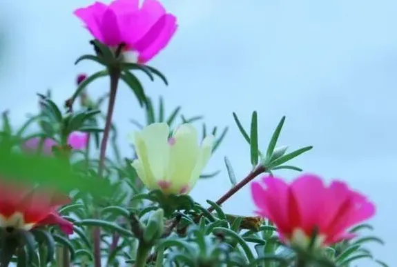 好养又好看的花,家庭养花养什么品种比较适合，既好养又好看的花？