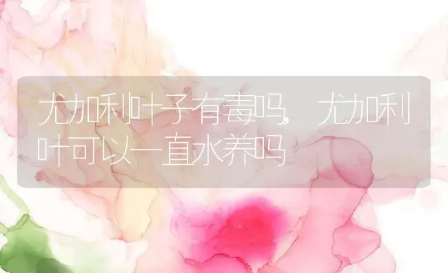 尤加利叶子有毒吗,尤加利叶可以一直水养吗 | 养殖学堂