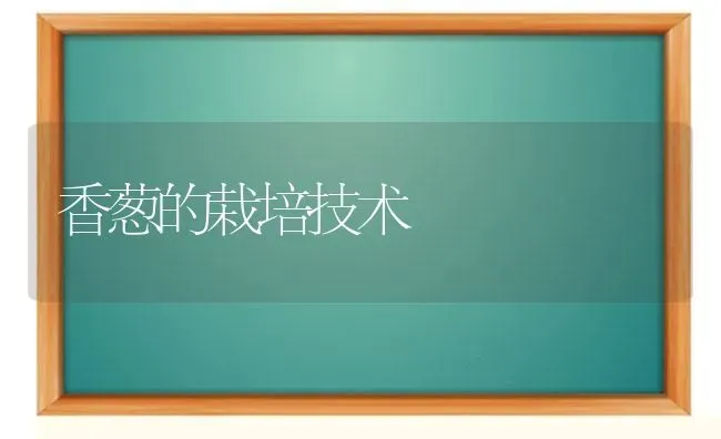 香葱的栽培技术 | 养殖技术大全