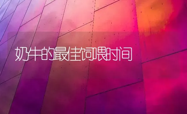 奶牛的最佳饲喂时间 | 养殖知识