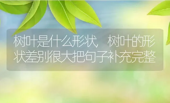 树叶是什么形状,树叶的形状差别很大把句子补充完整 | 养殖学堂