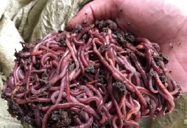 蚯蚓吃什么长得快？饲料种类配方 | 常识大全