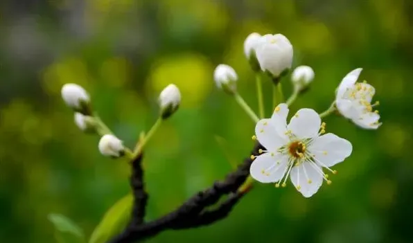 杏花和李花的区别 | 农广天地