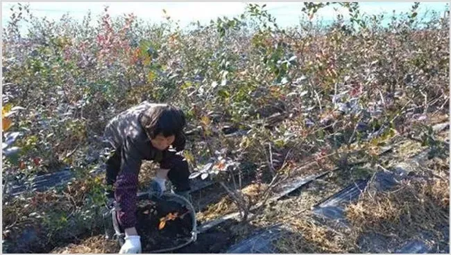 蓝莓施肥技术 | 妙招大全