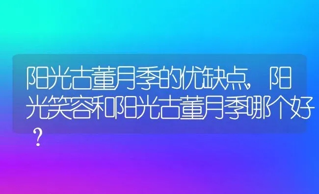 阳光古董月季的优缺点,阳光笑容和阳光古董月季哪个好？ | 养殖科普