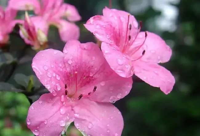 杜鹃花花语象征,杜鹃花的花语是什么？