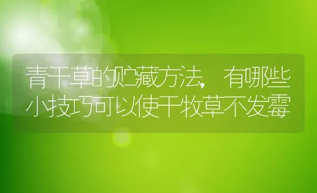 青干草的贮藏方法,有哪些小技巧可以使干牧草不发霉 | 养殖学堂