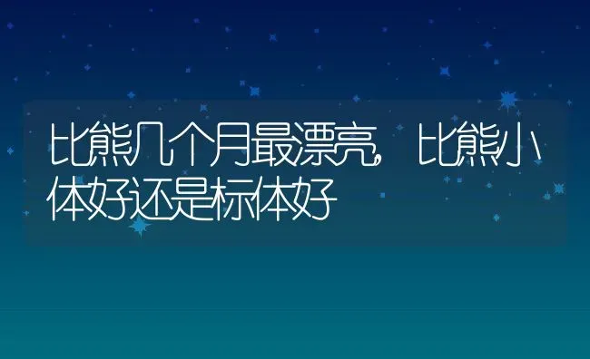 比熊几个月最漂亮,比熊小体好还是标体好 | 养殖科普