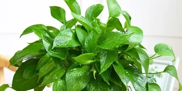 好养又好看的花,家庭养花养什么品种比较适合，既好养又好看的花？