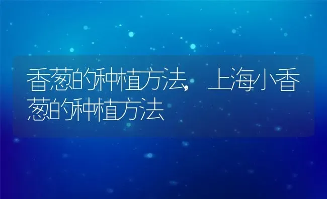 香葱的种植方法,上海小香葱的种植方法 | 养殖学堂