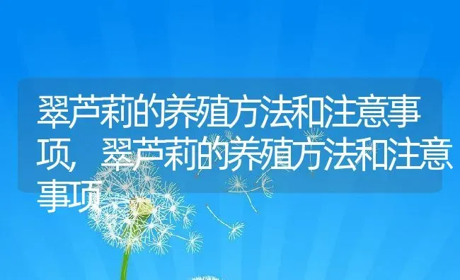 翠芦莉的养殖方法和注意事项,翠芦莉的养殖方法和注意事项 | 养殖科普