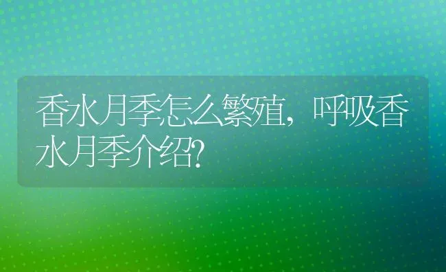 香水月季怎么繁殖,呼吸香水月季介绍？ | 养殖科普