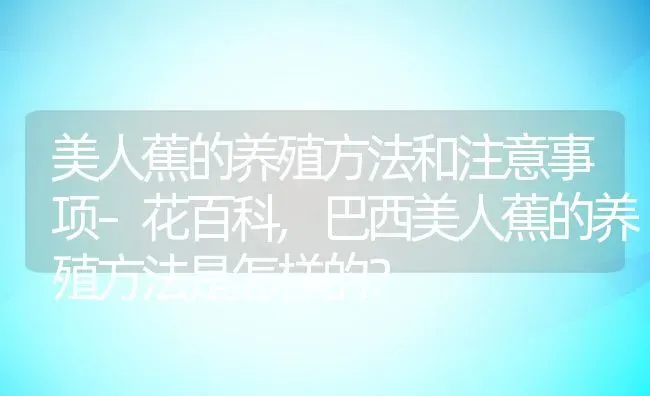 美人蕉的养殖方法和注意事项–花百科,巴西美人蕉的养殖方法是怎样的？ | 养殖科普