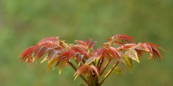 香椿树长什么样 | 生活妙招