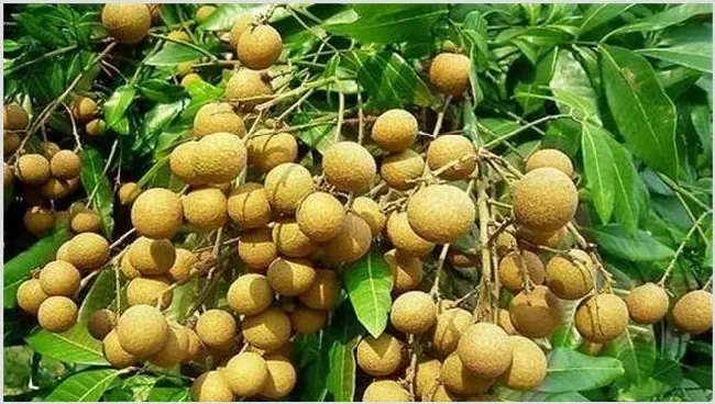 龙眼种植风险 | 实用知识