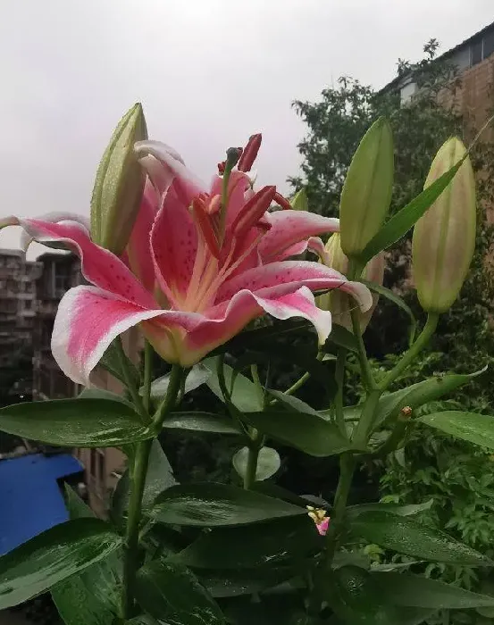 百合种球什么时候种最好,圣心百合种球几月种植？