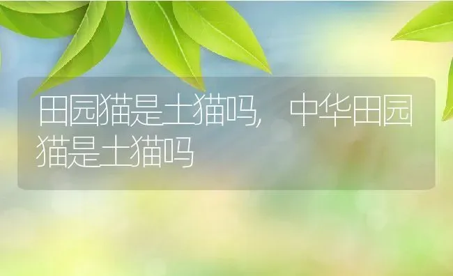 田园猫是土猫吗,中华田园猫是土猫吗 | 养殖科普