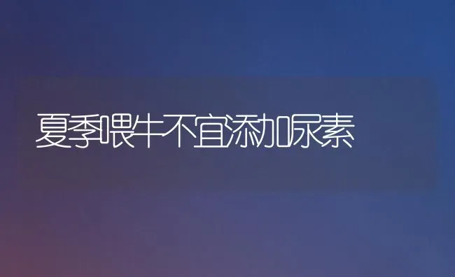 夏季喂牛不宜添加尿素 | 养殖技术大全