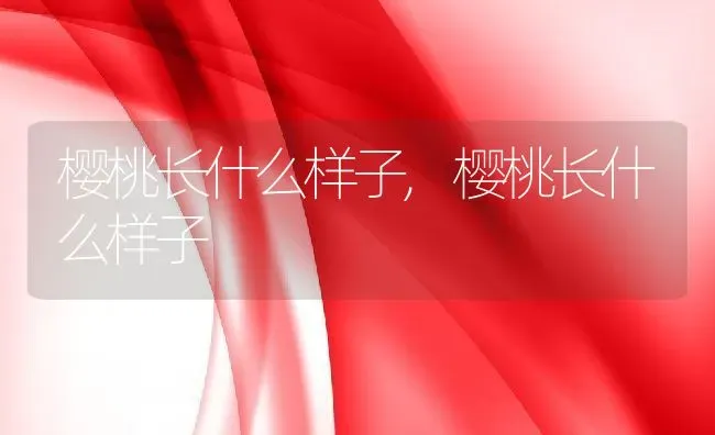 樱桃长什么样子,樱桃长什么样子 | 养殖科普