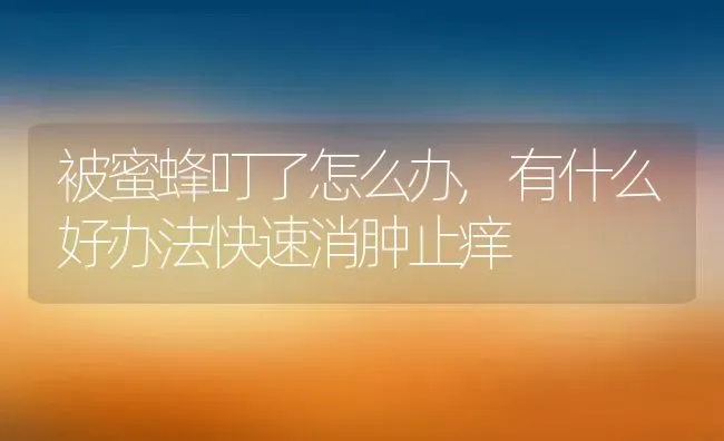 被蜜蜂叮了怎么办,有什么好办法快速消肿止痒 | 养殖科普