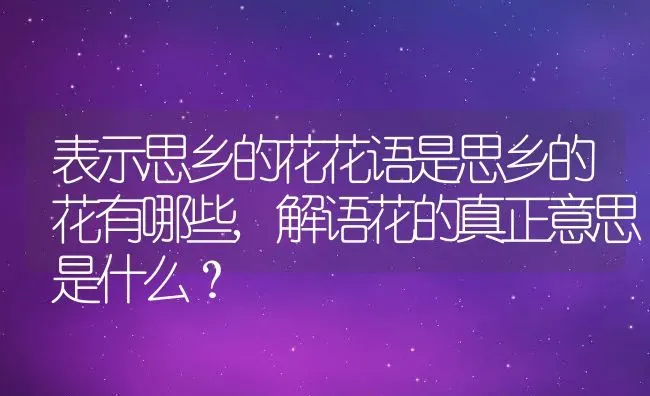 表示思乡的花花语是思乡的花有哪些,解语花的真正意思是什么？ | 养殖科普