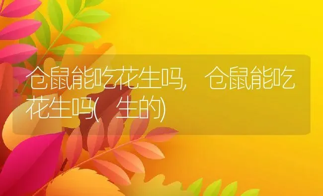 仓鼠能吃花生吗,仓鼠能吃花生吗(生的) | 养殖科普