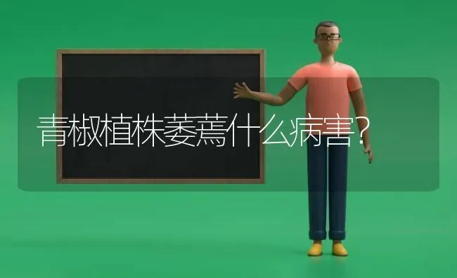 青椒植株萎蔫什么病害? | 养殖技术大全