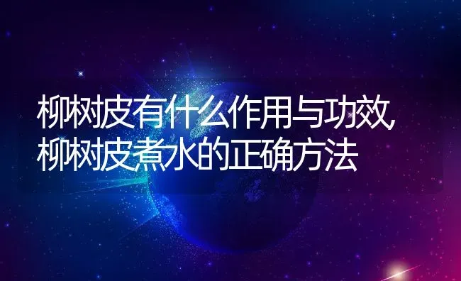 柳树皮有什么作用与功效,柳树皮煮水的正确方法 | 养殖学堂