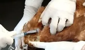 家畜心脏扩张症的症状与诊治 | 生活妙招