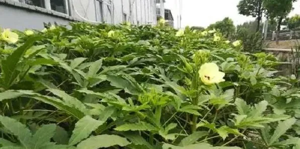 8月份黄秋葵的种植管理要点 | 生活妙招