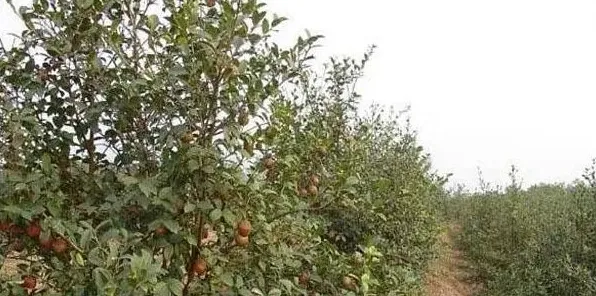 油茶种植施肥抗旱、整形修剪的高产管理 | 生活妙招