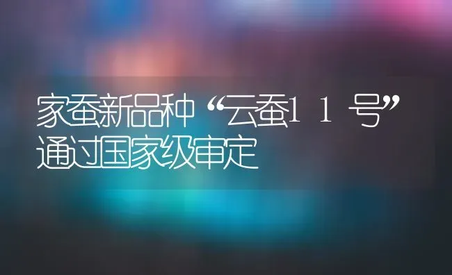家蚕新品种“云蚕11号”通过国家级审定 | 养殖技术大全