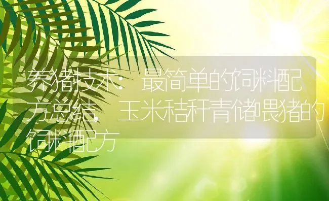 养猪技术:最简单的饲料配方总结,玉米秸秆青储喂猪的饲料配方 | 养殖学堂