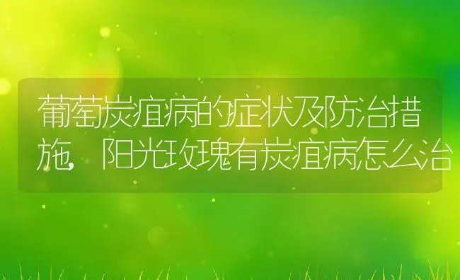 葡萄炭疽病的症状及防治措施,阳光玫瑰有炭疽病怎么治 | 养殖学堂