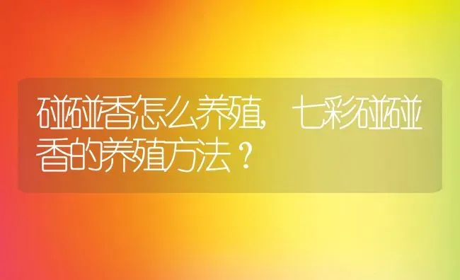 碰碰香怎么养殖,七彩碰碰香的养殖方法？ | 养殖科普