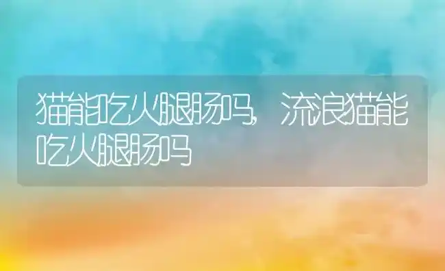 猫能吃火腿肠吗,流浪猫能吃火腿肠吗 | 养殖资料