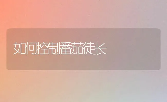 如何控制番茄徒长 | 养殖技术大全