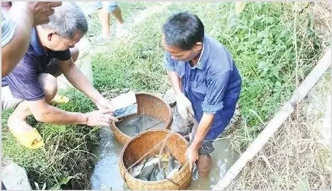 广西柳州三江：稻田里也能养出“高档罗非鱼” | 实用知识