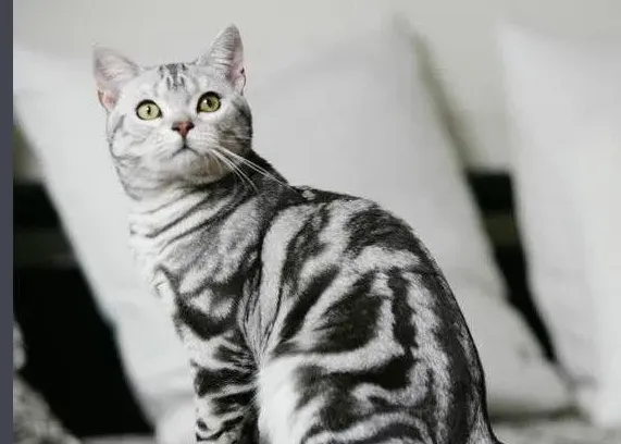 虎斑猫是英短还是美短,英短虎斑和美短的区别？