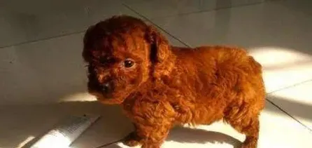 泰迪狗是哪个国家的品种,泰迪犬的来历？
