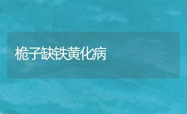 桅子缺铁黄化病 | 养殖技术大全