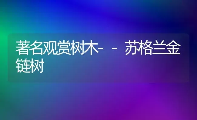 著名观赏树木--苏格兰金链树 | 养殖知识