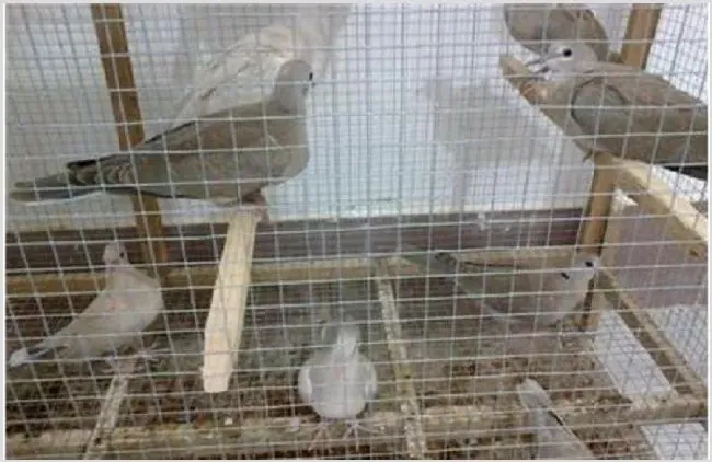 一只斑鸠多少钱？ | 三农知识