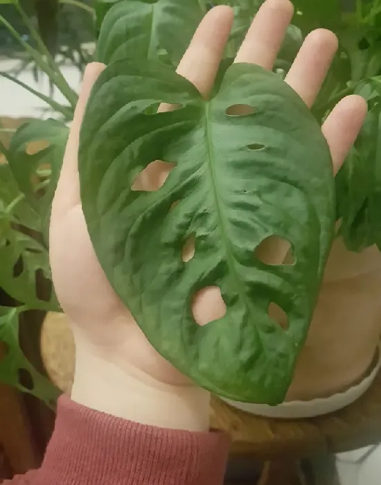 绿萝用什么花盆比较好,绿萝用瓷盆行吗？