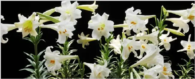 百合花和马蹄莲的区别 | 常识大全